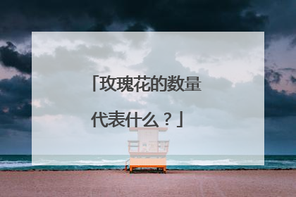 玫瑰花的数量代表什么？