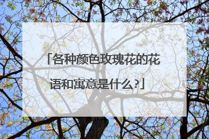 各种颜色玫瑰花的花语和寓意是什么?