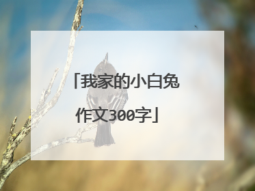 我家的小白兔作文300字