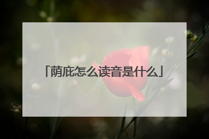 荫庇怎么读音是什么