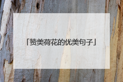 赞美荷花的优美句子