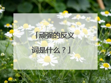 顽强的反义词是什么？