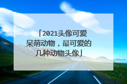 2021头像可爱呆萌动物，最可爱的几种动物头像