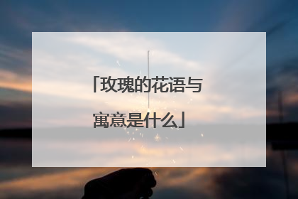 玫瑰的花语与寓意是什么