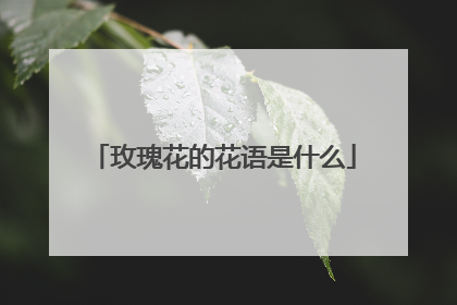 玫瑰花的花语是什么