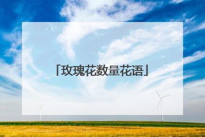 玫瑰花数量花语
