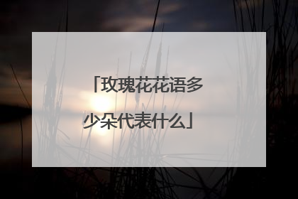 玫瑰花花语多少朵代表什么