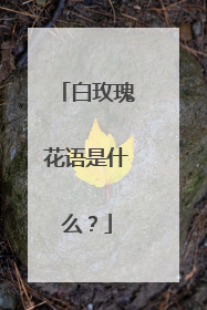 白玫瑰花语是什么？