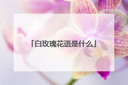 白玫瑰花语是什么