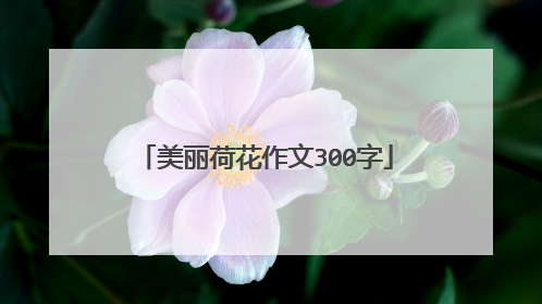 美丽荷花作文300字