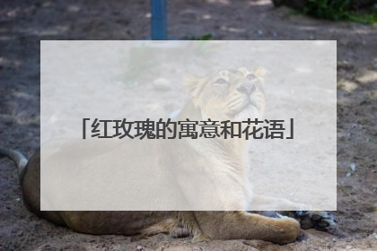 红玫瑰的寓意和花语