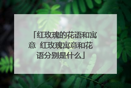 红玫瑰的花语和寓意 红玫瑰寓意和花语分别是什么