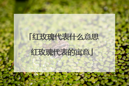 红玫瑰代表什么意思 红玫瑰代表的寓意