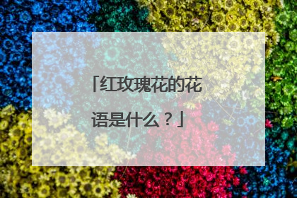 红玫瑰花的花语是什么？