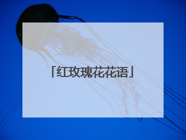 红玫瑰花花语