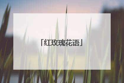 红玫瑰花语