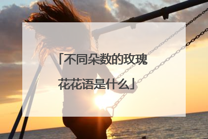 不同朵数的玫瑰花花语是什么