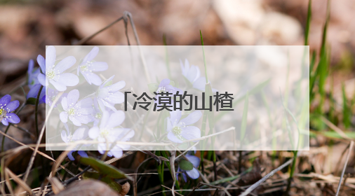 冷漠的山楂树之恋歌词