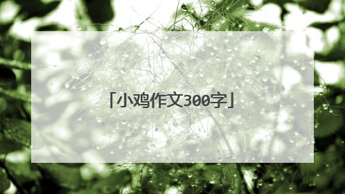小鸡作文300字