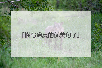 描写盛夏的优美句子