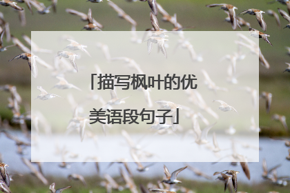 描写枫叶的优美语段句子