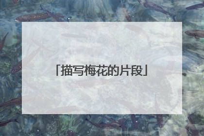 描写梅花的片段