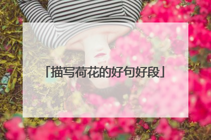 描写荷花的好句好段