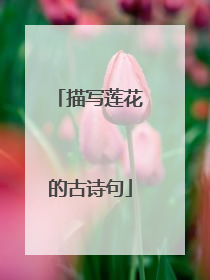 描写莲花的古诗句