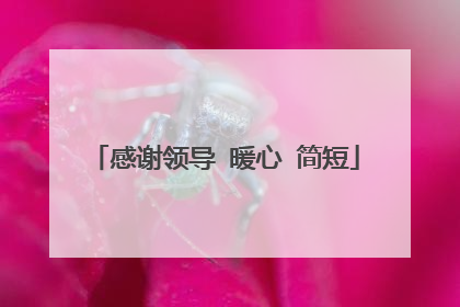 感谢领导 暖心 简短