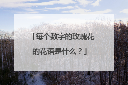 每个数字的玫瑰花的花语是什么？