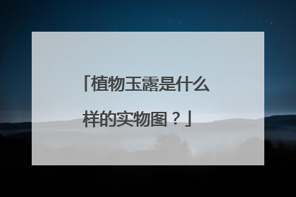 植物玉露是什么样的实物图？