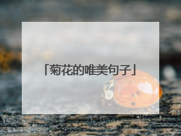 菊花的唯美句子