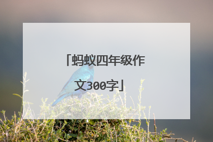 蚂蚁四年级作文300字