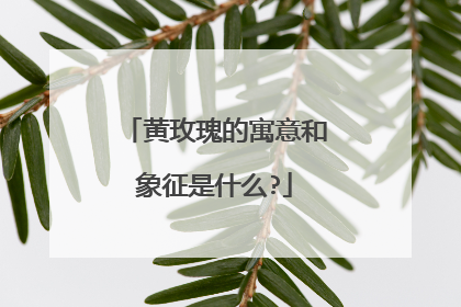 黄玫瑰的寓意和象征是什么?