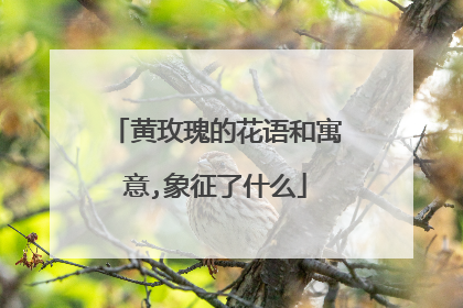 黄玫瑰的花语和寓意,象征了什么