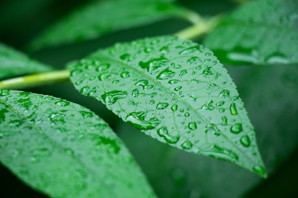 梦见雨水淋湿花草预示什么 梦见雨水淋湿花草有什么征兆