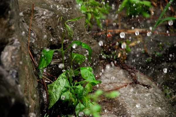 梦见山上下雨预示什么 梦见山上下雨有什么征兆