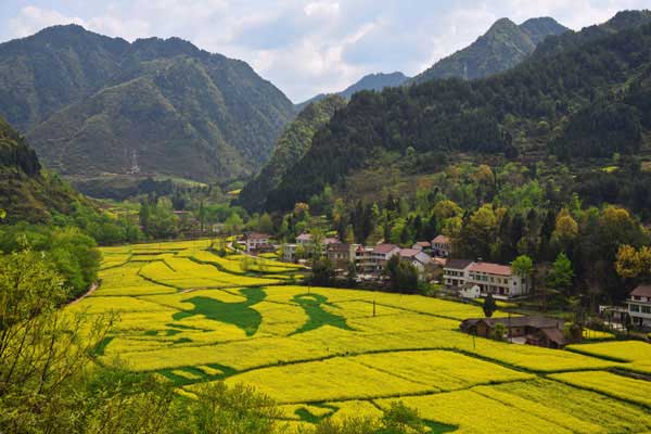 国内赏油菜花好去处 赏油菜花去哪好