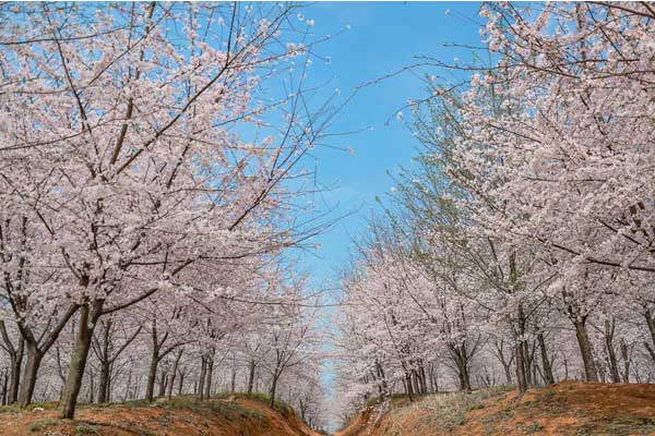 2020年平坝樱花盛开了吗 目前能去看平坝樱花吗