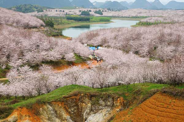 2020年平坝樱花盛开了吗 目前能去看平坝樱花吗