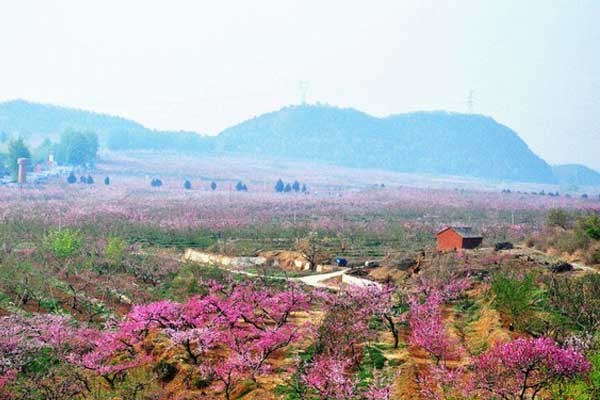 平谷桃花节是几月几日 平谷桃花节是什么时候