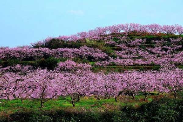 平谷桃花节是几月几日 平谷桃花节是什么时候