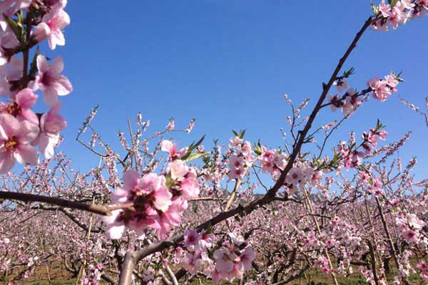 平谷桃花节是几月几日 平谷桃花节是什么时候