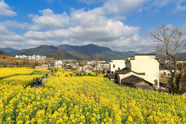 婺源油菜花五月还有吗 婺婺源油菜花什么时候开