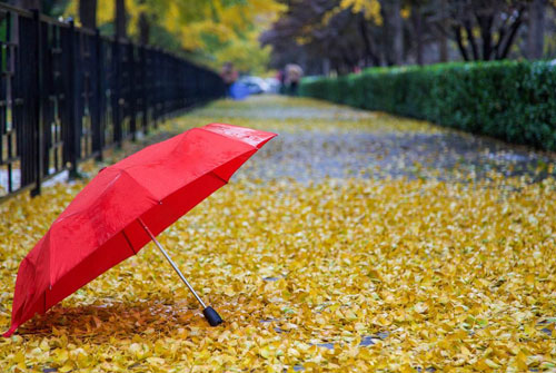 秋雨的说说 秋雨的句子简短唯美