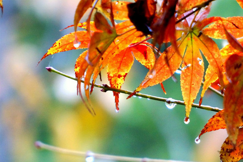 秋雨说说心情短语-一场秋雨一场寒_QQ心情短语