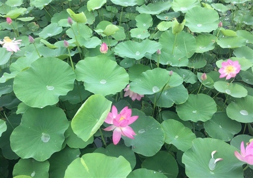 荷花的句子唯美短句 荷花发朋友圈怎么写