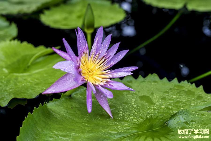 雨后的早晨说说