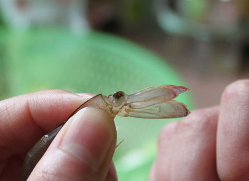 虾线怎么快速去除？去虾线不要虾头的技巧图解