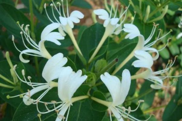 金银花有没有毒 金银花有几种品种